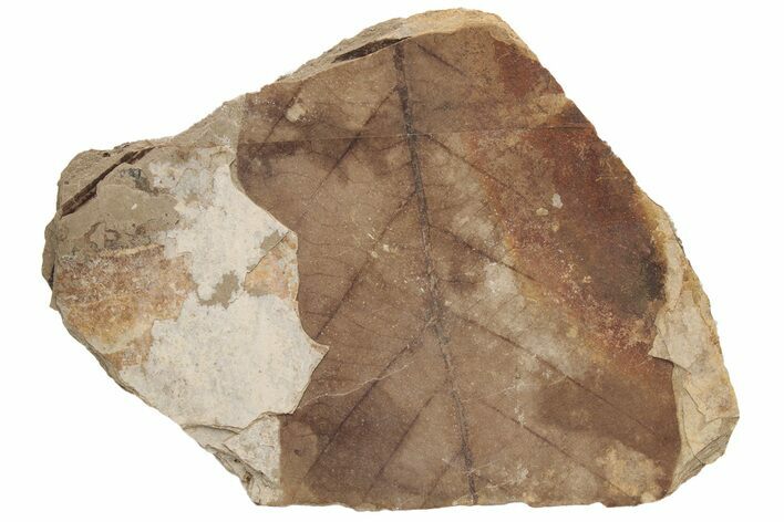 Fossil Leaf (Fagus) - McAbee, BC #226101